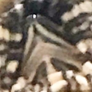 Meet your Posher, Riley